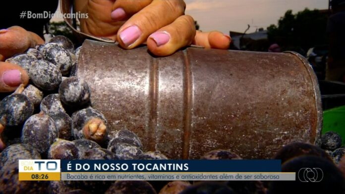 voce-sabe-o-que-e-bacaba?-fruto-e-rico-em-nutrientes-e-pode-ser-usado-em-bolos-e-sorvetes