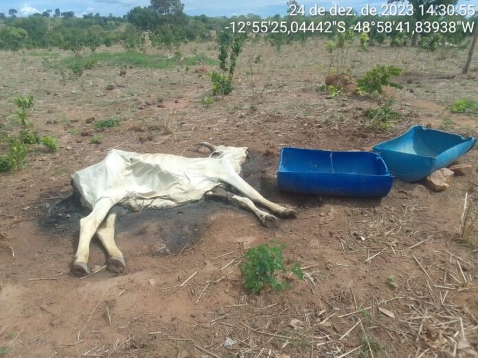 com-rios-secos-e-gado-morrendo,-cidades-do-tocantins-decretarem-situacao-de-emergencia