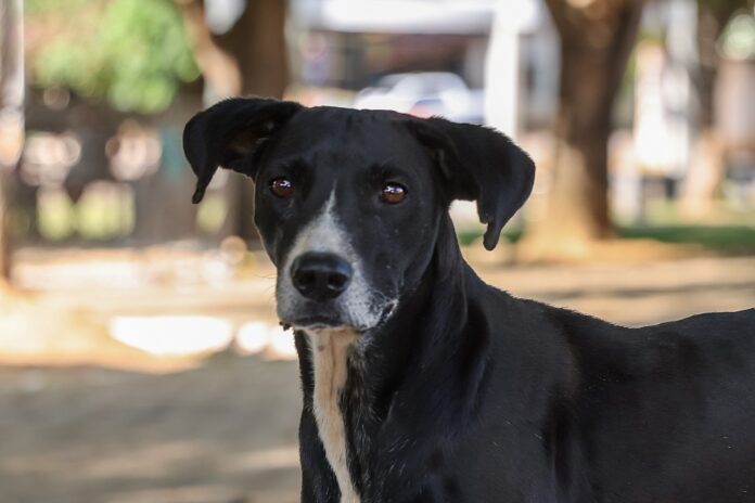 vacinacao-contra-raiva-em-caes-e-gatos-tera-acoes-noturnas;-veja-horarios-e-locais
