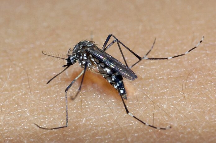 tocantins-confirma-primeira-morte-por-dengue-em-2024