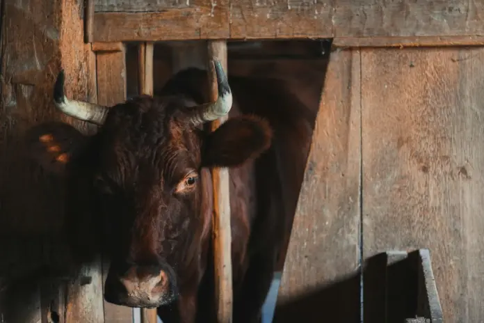 cientistas-criticam-proposta-net-zero-da-fao-para-alimentacao-sem-reducao-do-consumo-de-carne