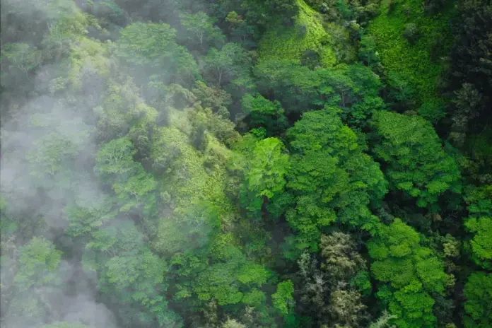 perda-de-florestas-tropicais-cai-no-mundo,-mas-nao-o-suficiente-para-metas-de-2030