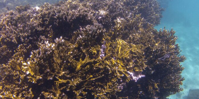 bndes-criara-fundo-de-r$-60-milhoes-para-preservacao-de-corais