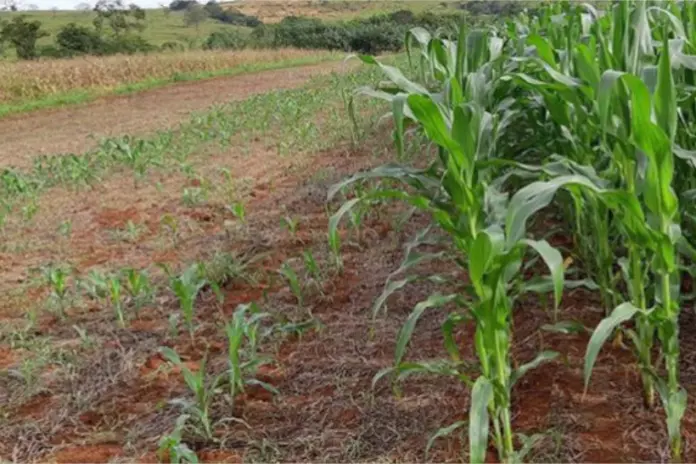 crise-climatica-vai-encolher-producao-e-aumentar-emissoes-no-cerrado crise-climatica-vai-encolher-producao-e-aumentar-emissoes-no-cerrado