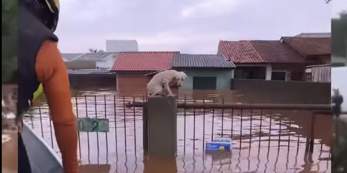 pelo-menos-3,5-mil-animais-ilhados-pela-chuva-foram-resgatados-no-rs