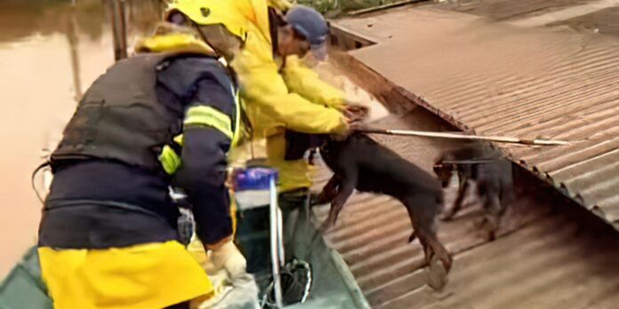 rs-firma-acordo-com-ong-para-assistencia-a-animais-resgatados