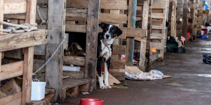 cidades-do-rs-terao-recursos-federais-para-atender-animais-resgatados