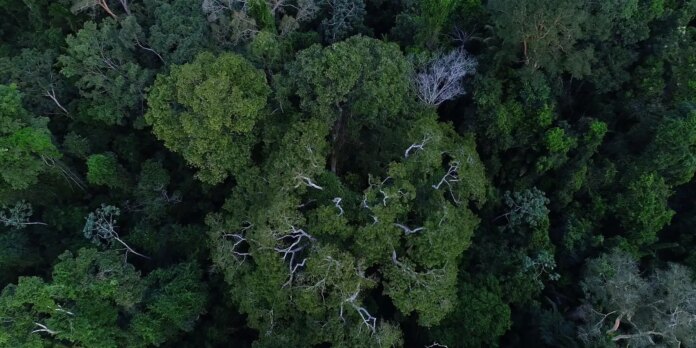 bndes-anuncia-entidades-escolhidas-para-recuperar-floresta-amazonica