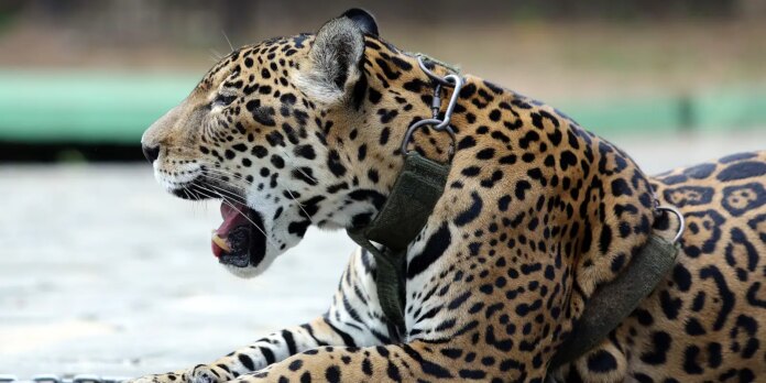 mais-193-especies-em-perigo-tem-mecanismos-de-conservacao-no-brasil