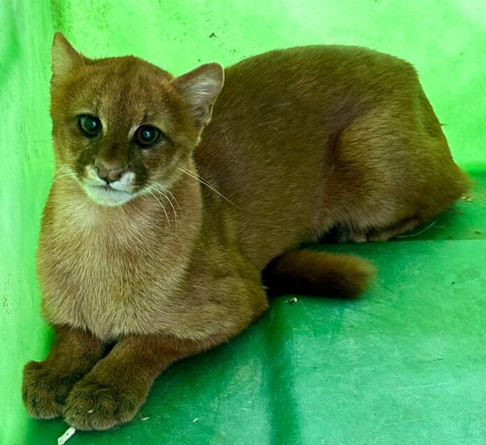 video:-gato-silvestre-ameacado-de-extincao-e-resgatado-apos-se-esconder-em-quintal-de-casa