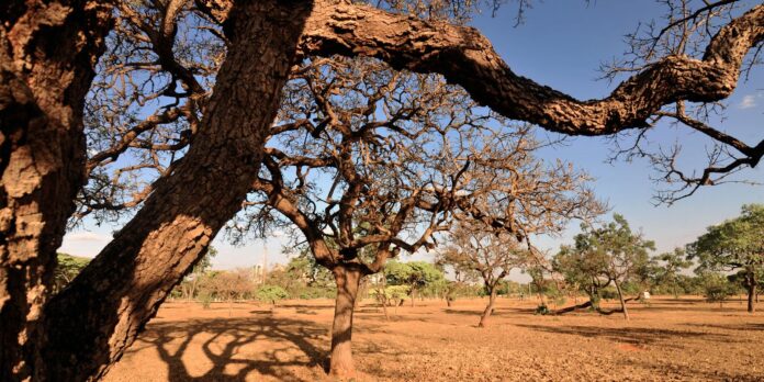 dia-do-meio-ambiente-destaca-acoes-de-enfrentamento-a-desertificacao