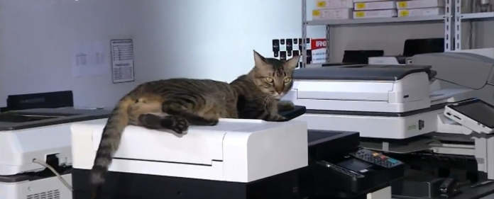 gato-“cartucho”-e-adotado-por-funcionarios-de-copiadora-e-vira-sensacao-entre-clientes gato-“cartucho”-e-adotado-por-funcionarios-de-copiadora-e-vira-sensacao-entre-clientes