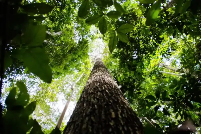 noruega-faz-nova-doacao,-de-us$-50-milhoes,-ao-fundo-amazonia noruega-faz-nova-doacao,-de-us$-50-milhoes,-ao-fundo-amazonia