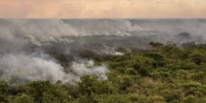 pantanal-podera-ter-crise-hidrica-historica-em-2024,-aponta-estudo pantanal-podera-ter-crise-hidrica-historica-em-2024,-aponta-estudo