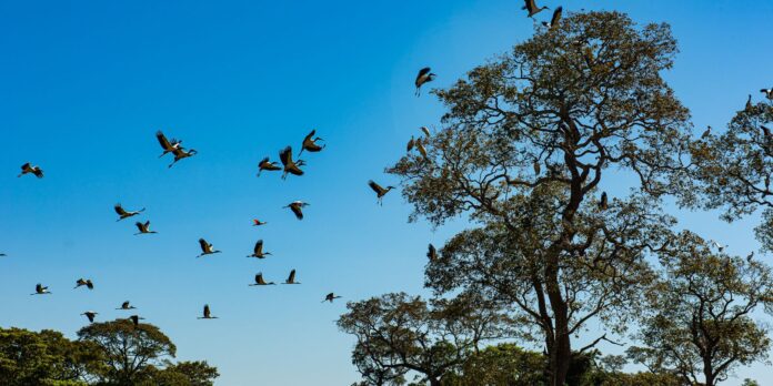 comissao-do-senado-aprova-projeto-que-cria-estatuto-do-pantanal comissao-do-senado-aprova-projeto-que-cria-estatuto-do-pantanal