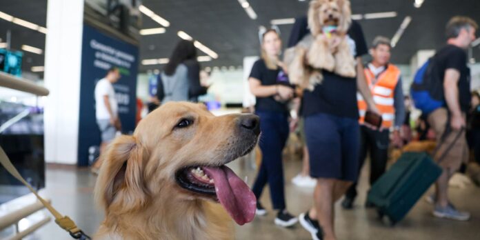 convivio-com-animais-traz-beneficios-a-saude-fisica-e-mental-do-tutor convivio-com-animais-traz-beneficios-a-saude-fisica-e-mental-do-tutor