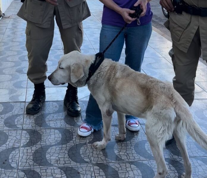 cachorro-com-fome-e-sinais-de-maus-tratos-e-resgatado-apos-ser-abandonado-dentro-de-casa