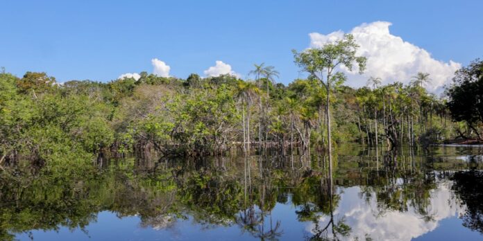 cientistas-desenvolvem-tecnologia-para-desvendar-florestas-tropicais