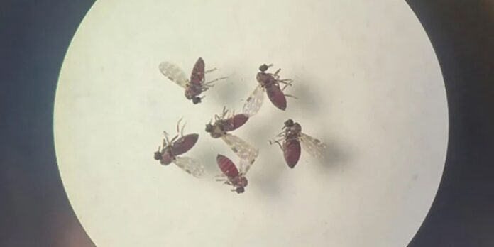 ceara-investiga-morte-fetal-por-suspeita-de-febre-do-oropouche