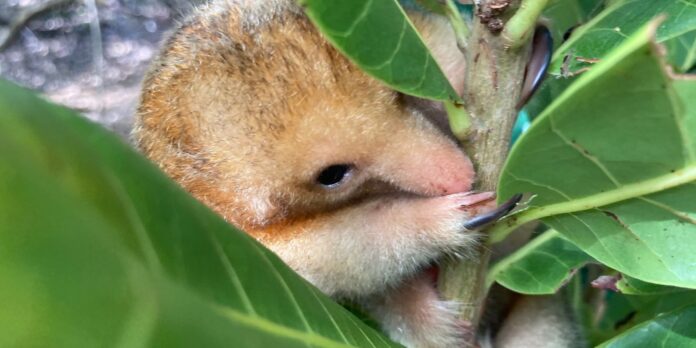 menor-tamandua-do-mundo-simboliza-preservacao-de-manguezal-nordestino menor-tamandua-do-mundo-simboliza-preservacao-de-manguezal-nordestino
