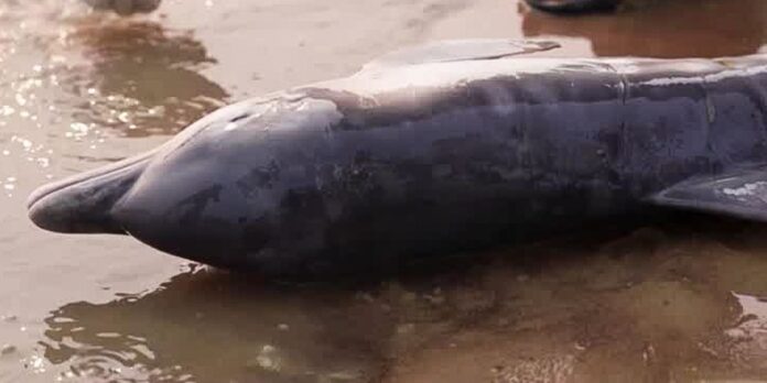 botos-sao-encontrados-mortos-no-lago-tefe-por-conta-da-seca