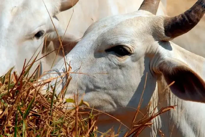 mato-grosso-inclui-“boi-bombeiro”-em-lei-sobre-areas-de-protecao-permanente