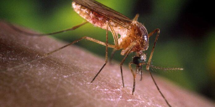 brasil-recebe-certificado-de-eliminacao-da-elefantiase-pela-oms