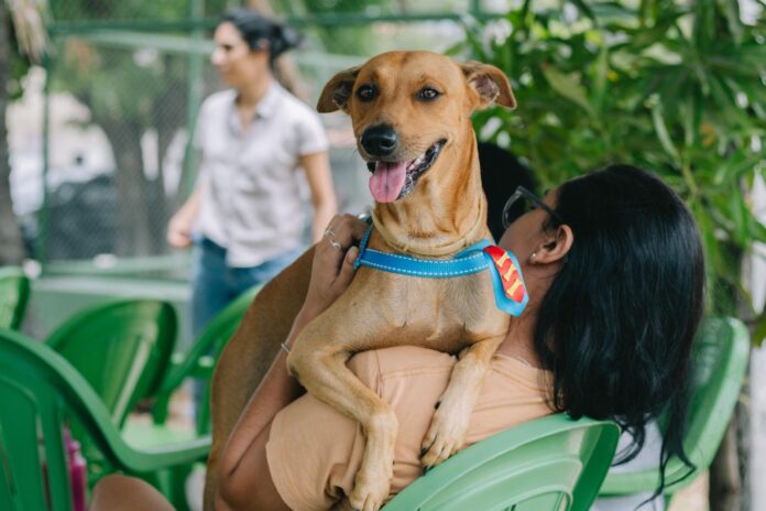 prefeitura-aumenta-numero-de-vagas-para-castracao-de-caes-e-gatos;-veja-como-agendar prefeitura-aumenta-numero-de-vagas-para-castracao-de-caes-e-gatos;-veja-como-agendar