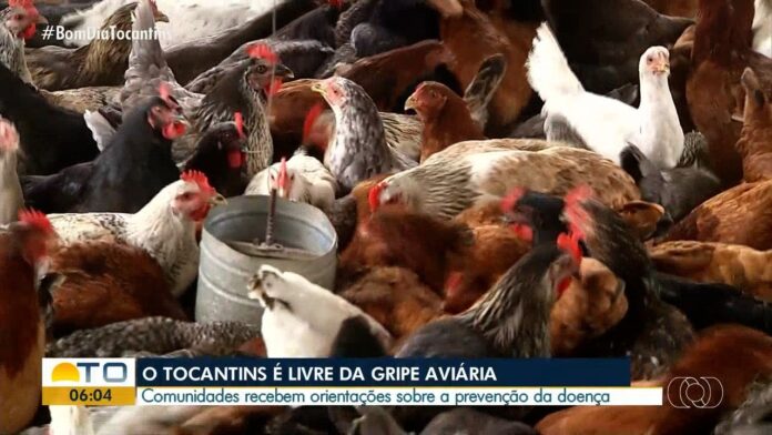 videos:-bom-dia-tocantins-de-quarta-feira,-4-de-dezembro-de-2024
