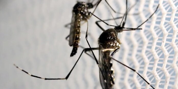 casos-de-dengue-no-brasil-aumentam-quase-300%-em-2024