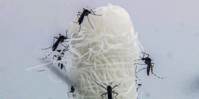 infectologista-diz-que-a-prevencao-e-a-melhor-forma-de-evitar-a-dengue