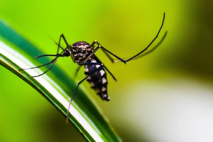 mudancas-climaticas-impulsionam-aumento-alarmante-da-dengue-nas-americas