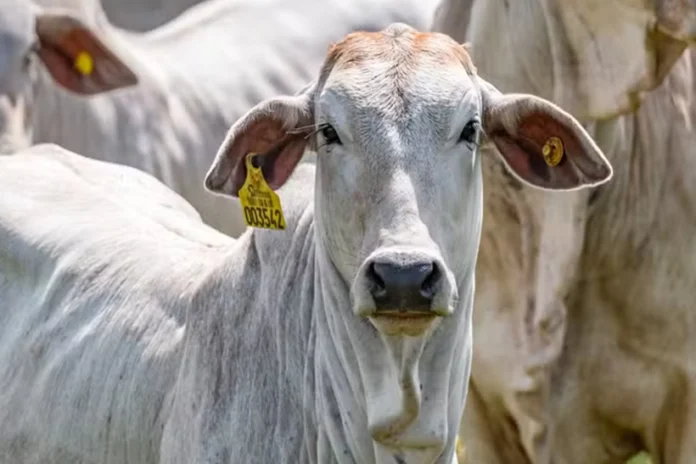 governo-lanca-plano-de-rastreabilidade-bovina,-mas-sem-vies-ambiental