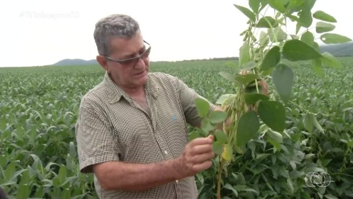 videos:-jornal-do-campo-–-to-de-domingo,-26-de-janeiro-de-2025