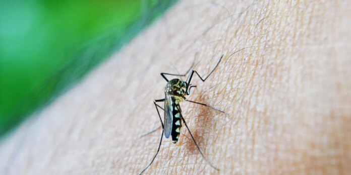 amazonas-confirma-344-casos-de-dengue-entre-1o-e-30-de-janeiro amazonas-confirma-344-casos-de-dengue-entre-1o-e-30-de-janeiro