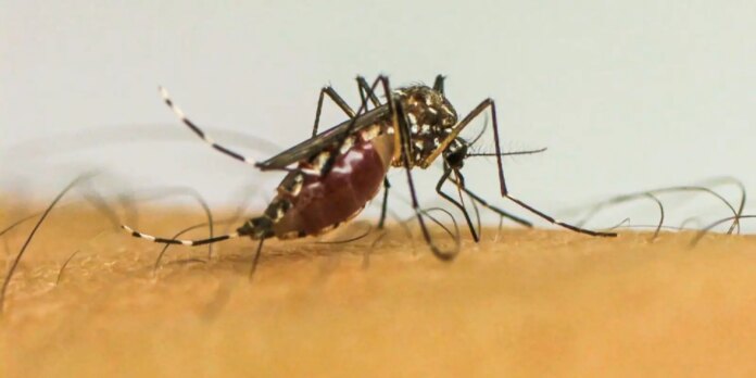 brasil-registra-21-mortes-por-dengue-em-janeiro brasil-registra-21-mortes-por-dengue-em-janeiro