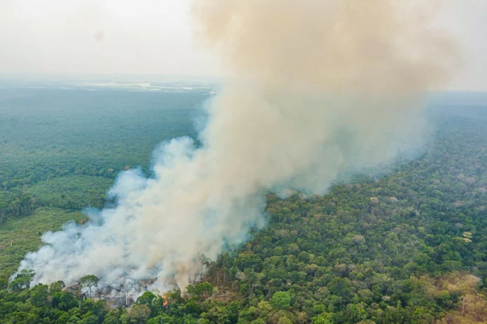 desmatamento-ilegal-na-amazonia:-apenas-5%-das-condenacoes-sao-pagas desmatamento-ilegal-na-amazonia:-apenas-5%-das-condenacoes-sao-pagas