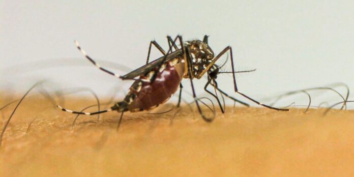 governo-inicia-campanha-de-mobilizacao-contra-dengue-nas-escolas