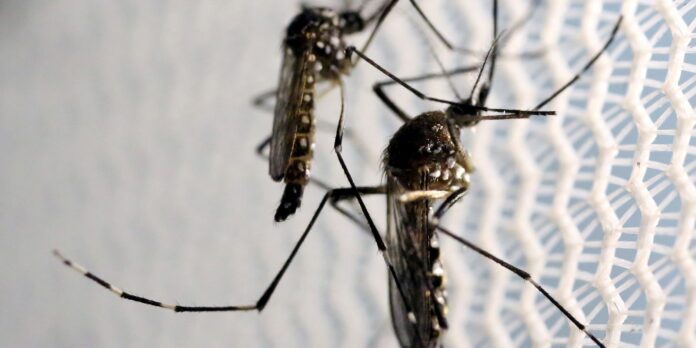 pesquisadores-do-ceara-criam-repelente-mais-eficiente-contra-o-aedes