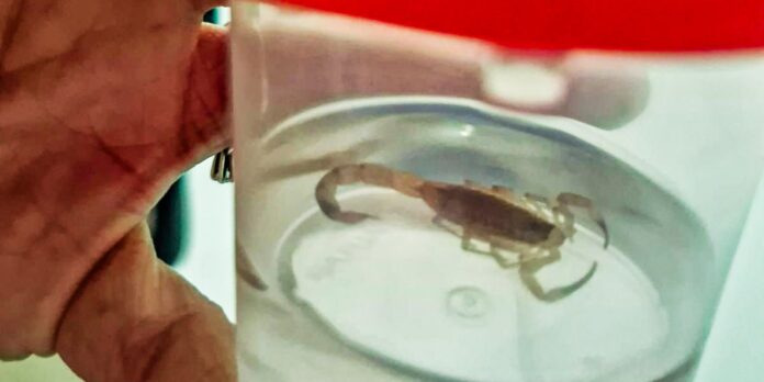 to:-acidentes-com-animais-peconhentos-deixam-5,8-mil-feridos-em-2024