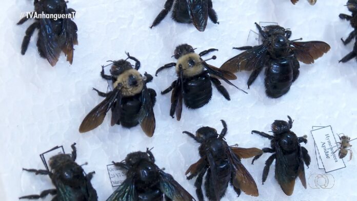 videos:-jornal-do-campo-–-to-de-domingo,-23-de-marco-de-2025