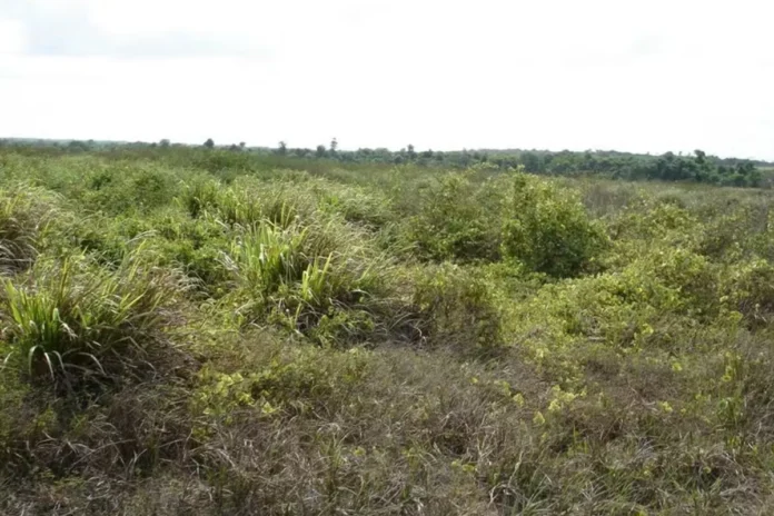 cerrado-pode-agregar-us$-100-bilhoes-ao-pib-com-agricultura-regenerativa