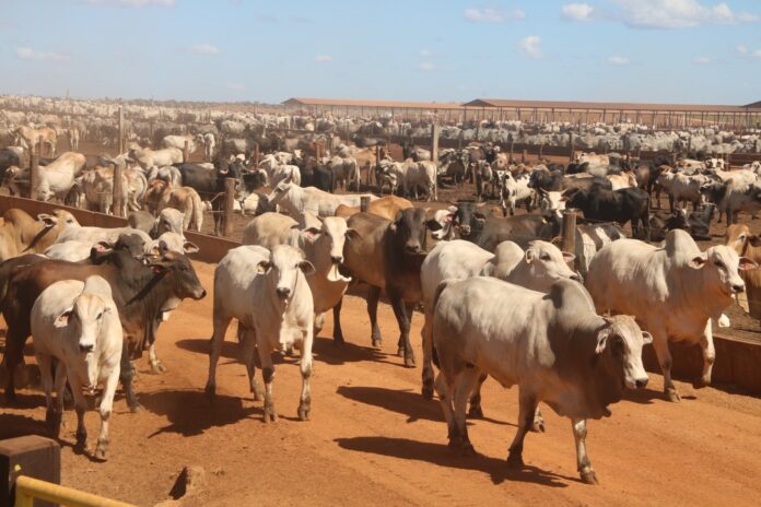 tocantins-bate-recorde-na-producao-de-gado-e-tem-quase-nove-vezes-mais-bovinos-que-habitantes