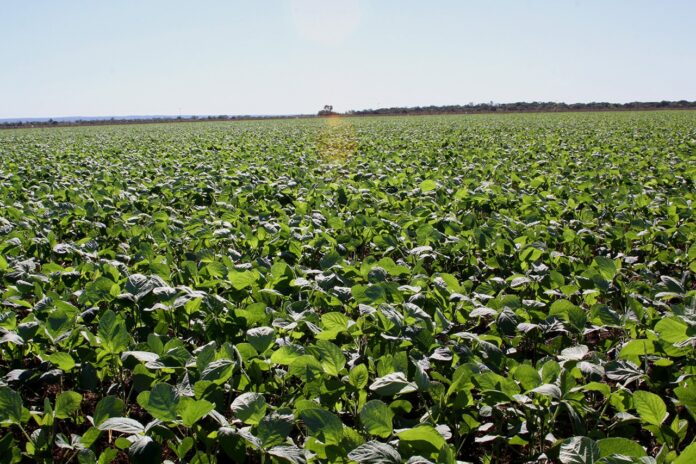 funcionario-e-suspeito-de-desviar-65-toneladas-de-soja-de-fazenda-e-vender-carga-por-r$-100-mil