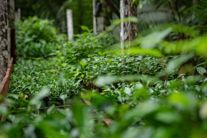 r$-100-milhoes-sao-destinados-a-operacao-de-reflorestamento-na-amazonia