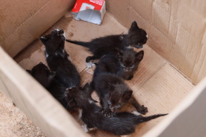 filhotes-de-gato-abandonados-em-lote-baldio-sao-resgatados-pela-guarda-metropolitana-em-palmas
