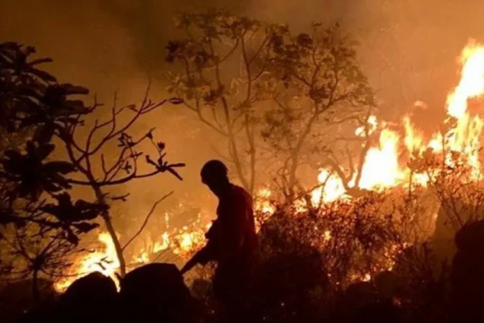 area-devastada-por-incendios-florestais-no-brasil-cai-70%