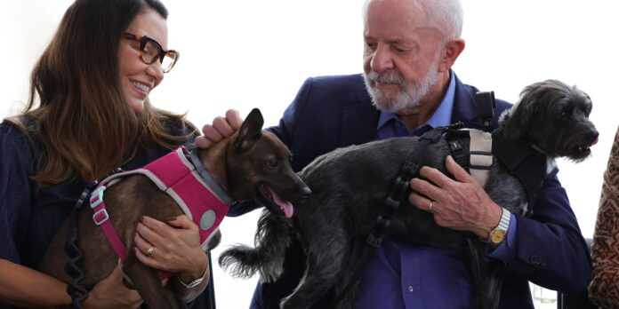 lula-lanca-programa-de-identificacao-e-protecao-de-caes-e-gatos