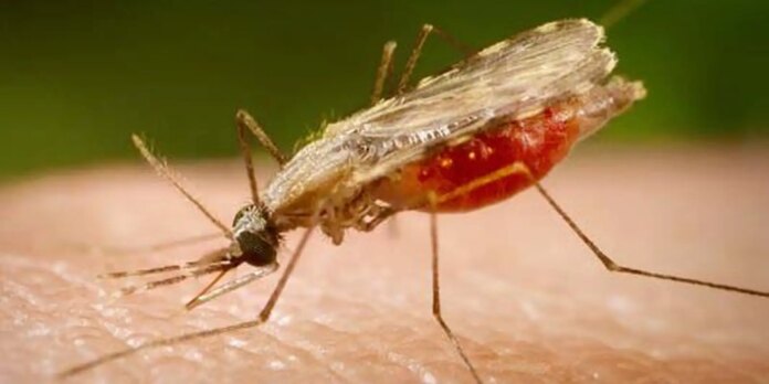 casos-de-malaria-caem-26,8%-no-brasil