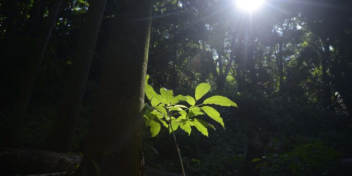 sesc-sao-paulo-tem-programacao-especial-na-semana-do-meio-ambiente